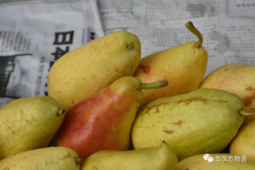 蔷薇科水果是什么,蔷薇亚科著名水果