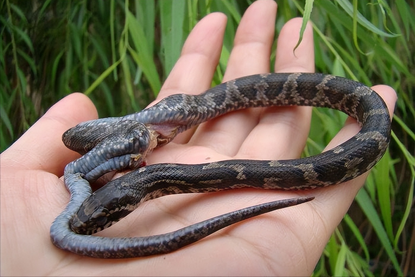 美女养毒蛇竟然成功了年赚千万,江西一男子养毒蛇