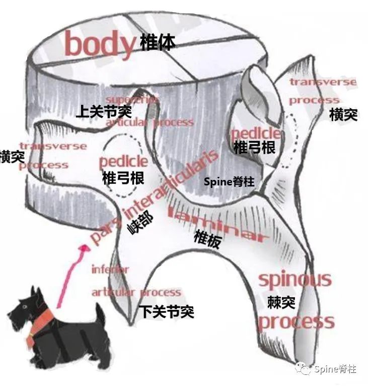 轻度峡部裂和重度峡部裂的区别,真性峡部裂和假性峡部裂