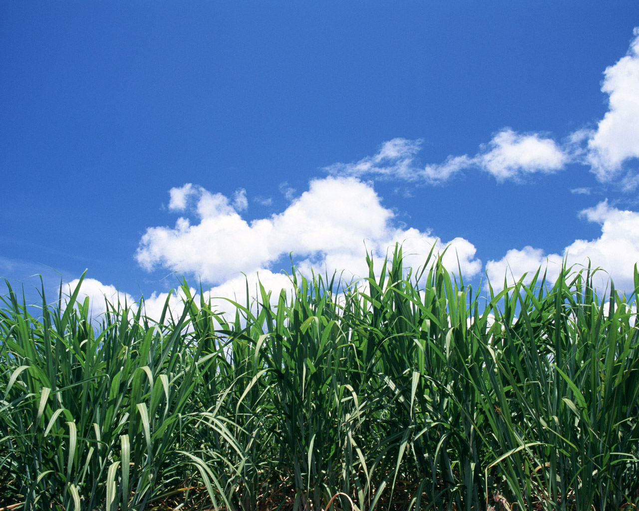 蓝天白云草地壁纸图片,蓝天白云草地风景壁纸高清唯美