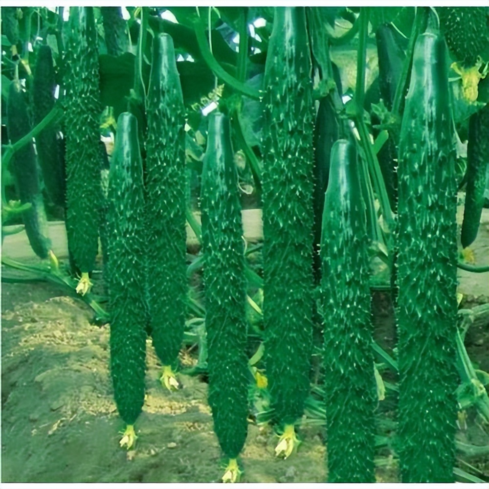 种黄瓜要掐尖打顶吗,大棚种黄瓜长弯有效解决方法