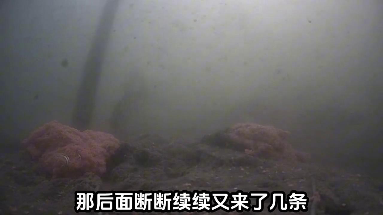 天元鲫pk蓝鲫水底视频,天元鲫pk深海元素