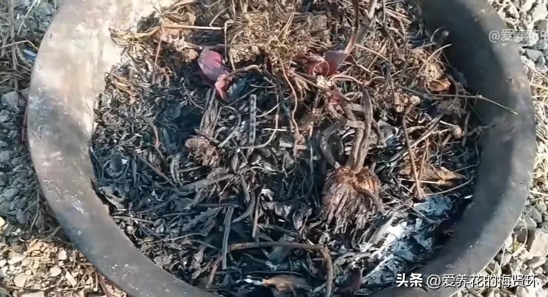 兰花拉丝病后期什么颜色图片,兰花拉丝病的症状和治疗方法