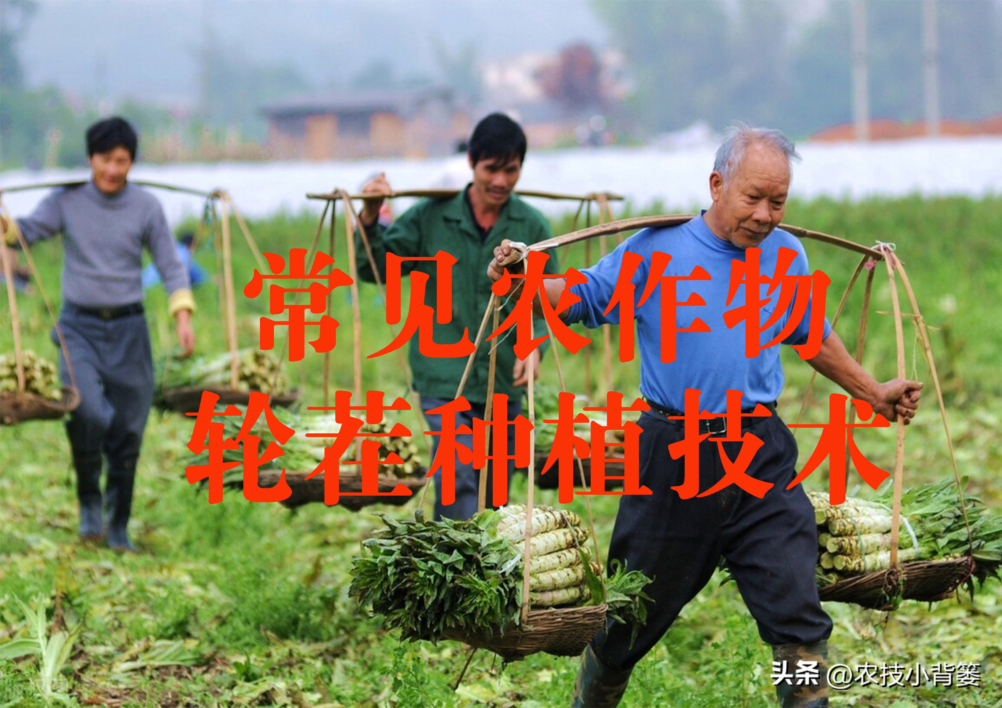 大田作物换茬有什么好处,什么叫轮茬种植