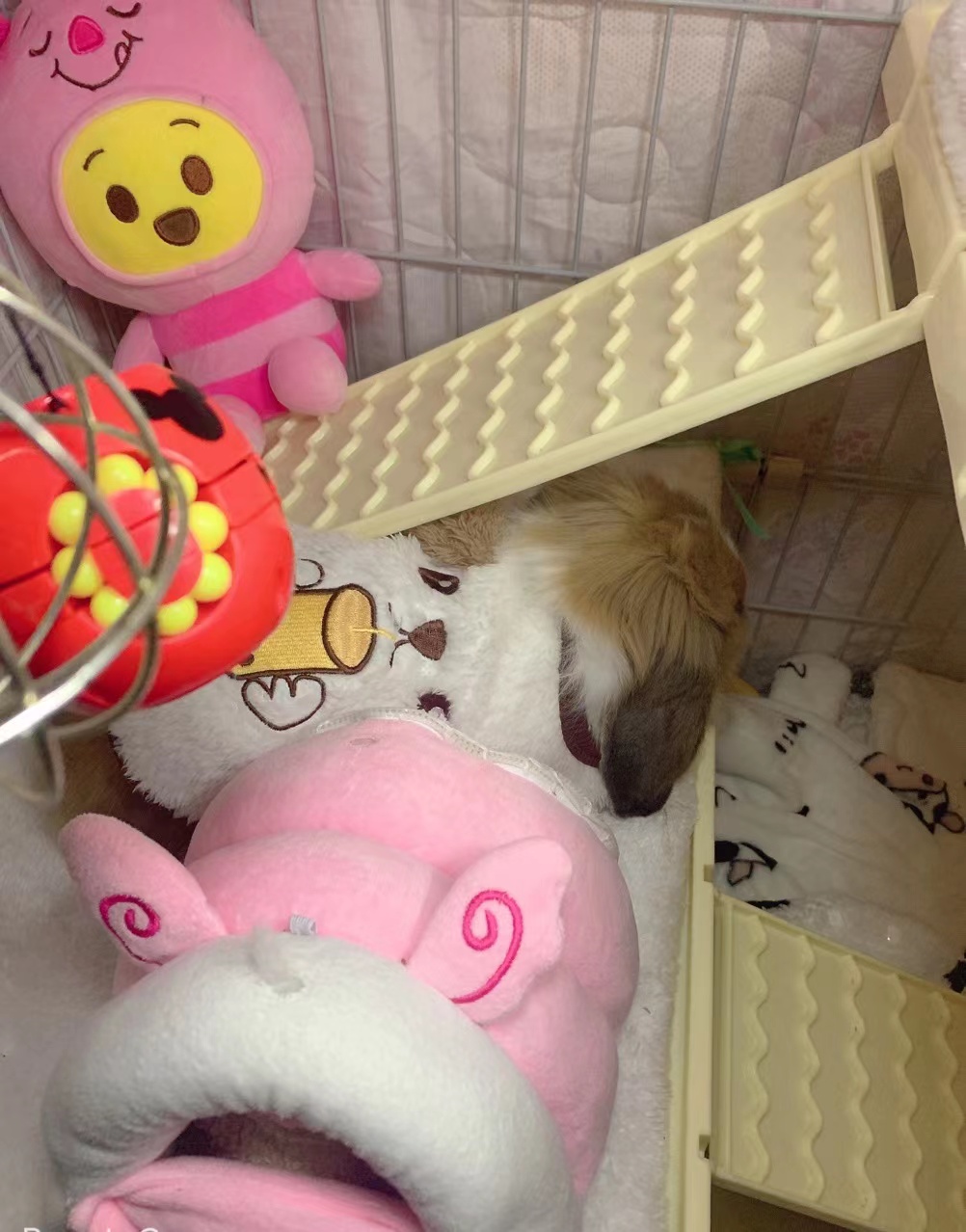 冬天怎么给兔子保暖最好,冬天兔子下崽怎么取暖