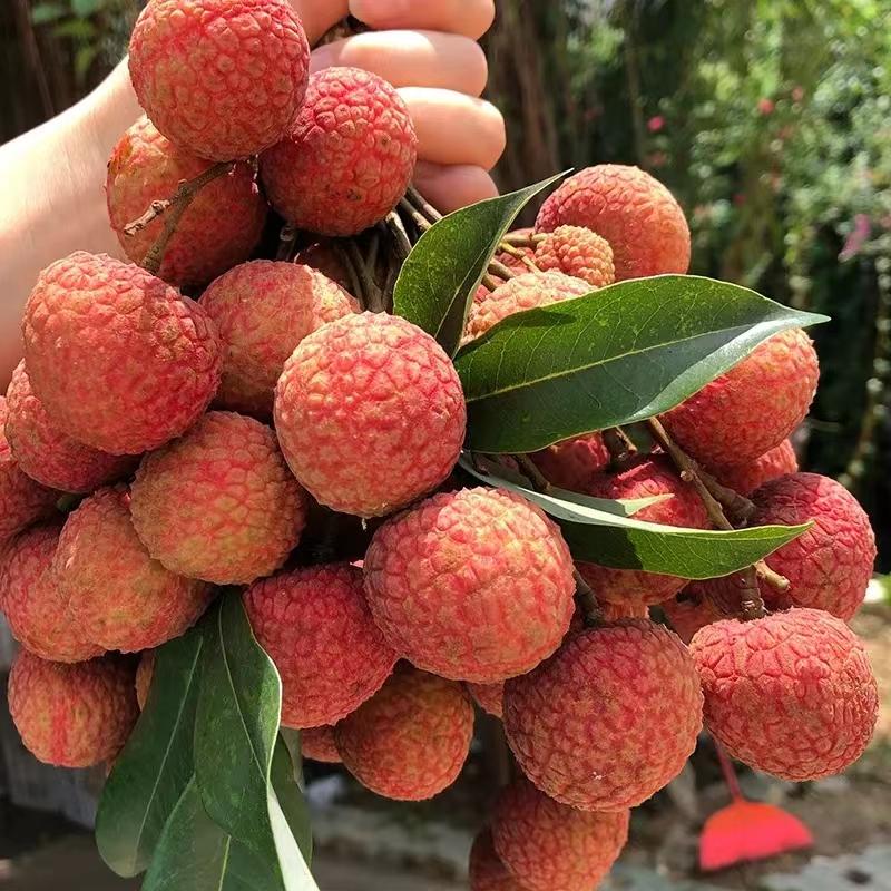 2020年灵山荔枝采摘地点,广西灵山荔枝现摘现吃