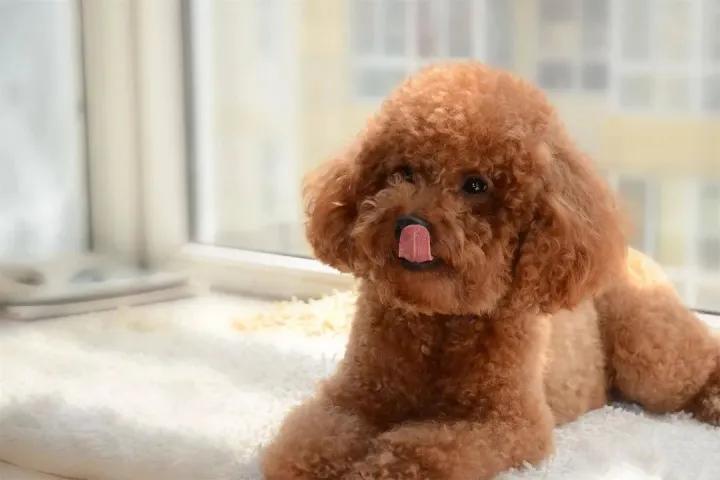 6种最聪明的狗狗你有没有养过呢,最受欢迎的10种狗狗排行榜