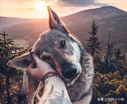 捷克狼犬超帅的照片,捷克狼犬是真的帅