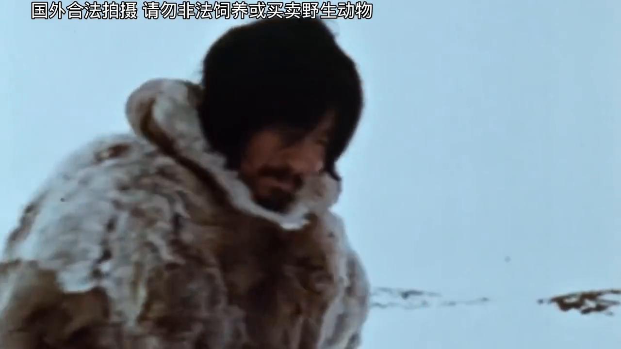 老布抓海豹央视,老布抓海豹为啥这么火