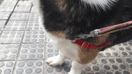 狗狗有小毛病指南,狗狗有这几个坏毛病说明智商高