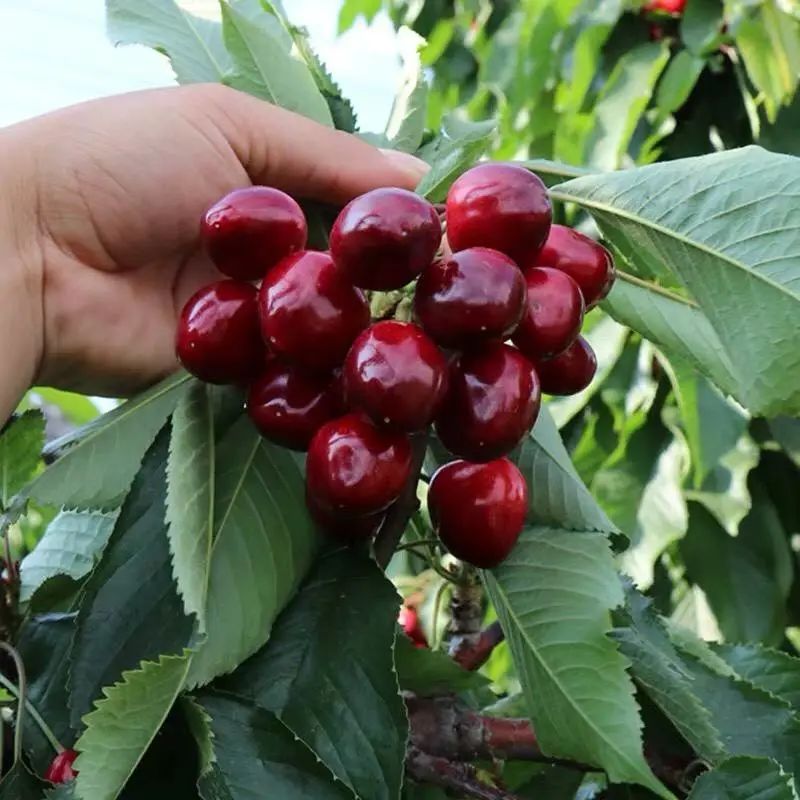 吃樱桃会中毒有什么症状,樱桃什么病人不能吃