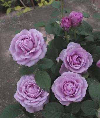 精致又温馨的小阳台,漂亮阳台月季花