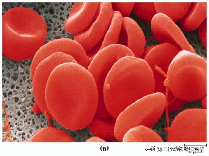 华南农业大学专家:氧气不仅是呼吸,还是一种营养