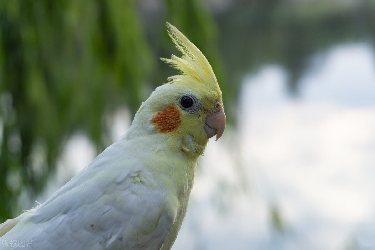 鹦鹉的指甲太长怎么办,鹦鹉到家指甲太长怎么办