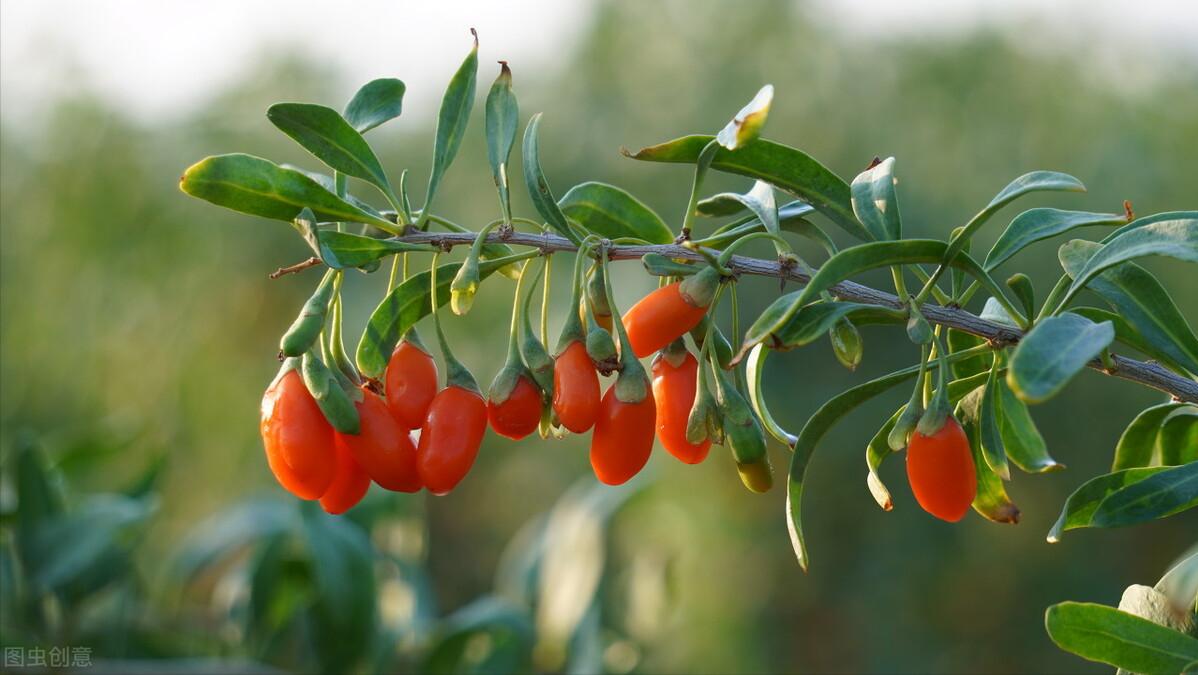 美貌却不美味的假狗*子奶**和貌丑却酸甜可口的狗*子奶**，你好哪一口？