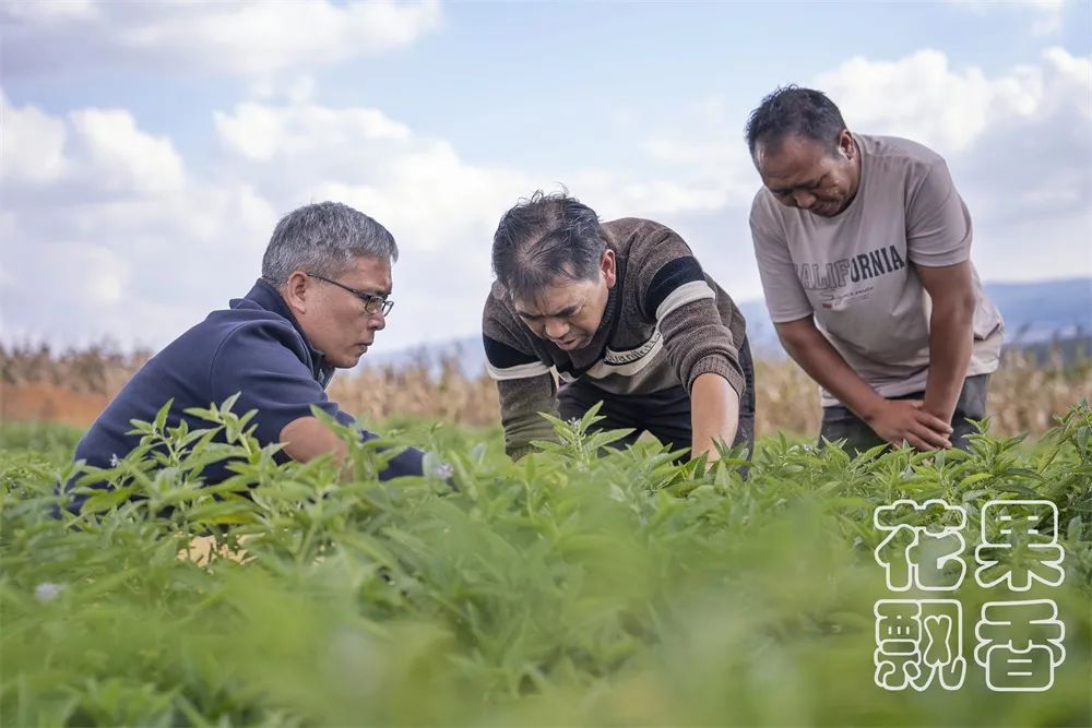 成本8毛，最高售价10元，这个“难吃”水果居然是个难得的致富果