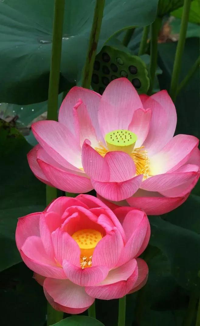 开小吃店需要学会哪些菜品,想开小吃餐饮店有什么推荐