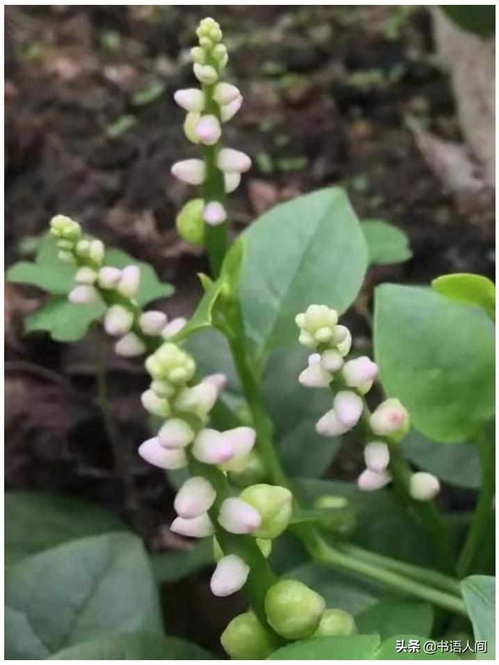 古代女子的化妆用什么来上底妆,一分钟看懂古代女性妆容