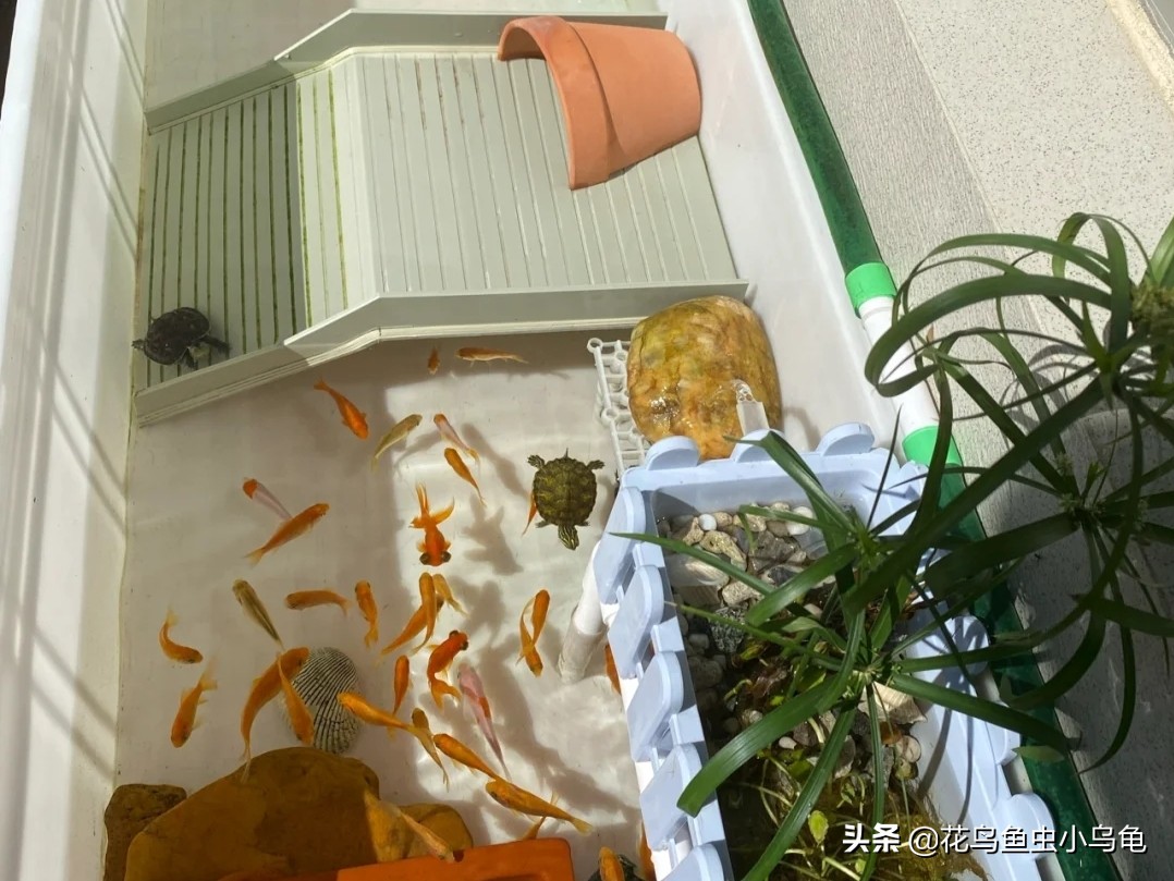 透明周转箱养龟环境布置,养龟不用过滤器怎么布置