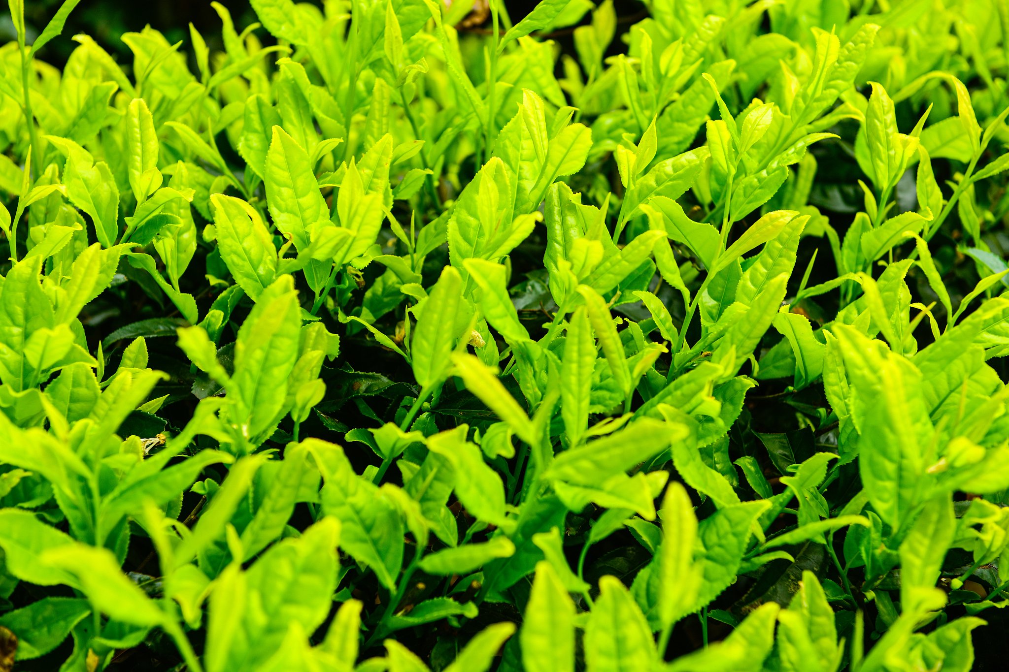 白茶白毫银针品茶,白茶品品香怎么冲泡