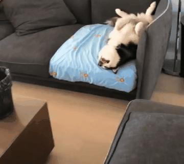 别再傻乎乎的乱买狗狗,狗狗有必要买狗窝吗