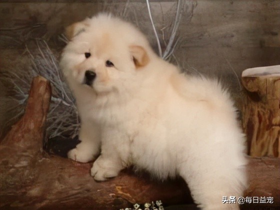 松狮算不算名犬,名犬智商排名松狮