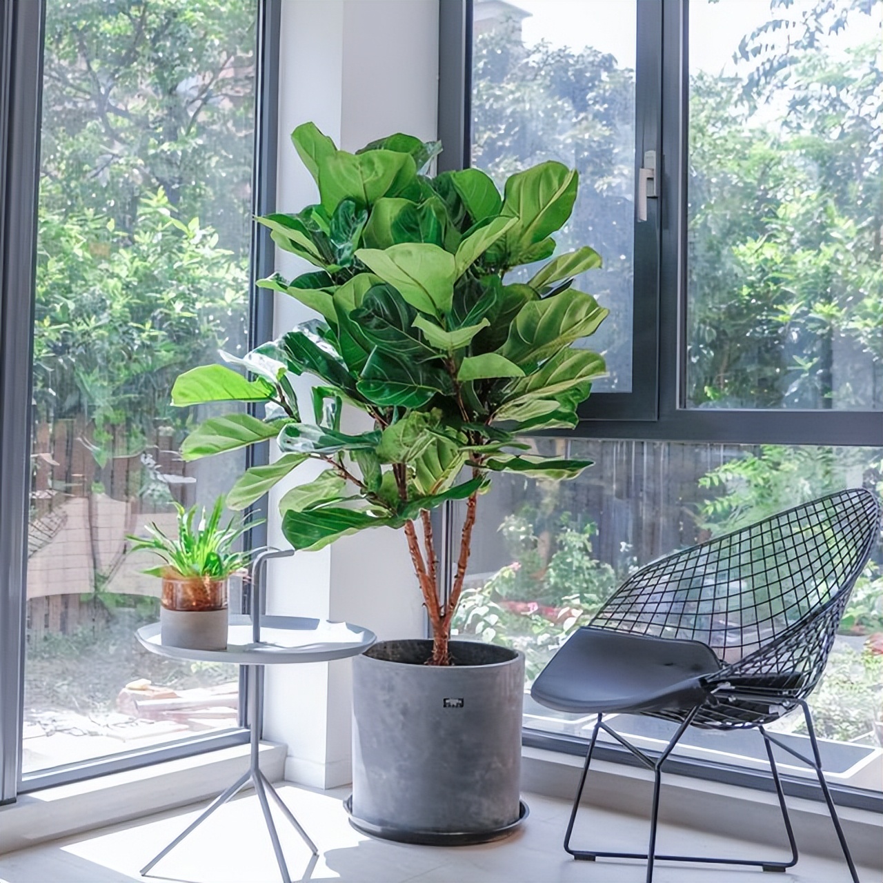 家中植物风水禁忌大全,家里养花对夫妻关系风水的讲究