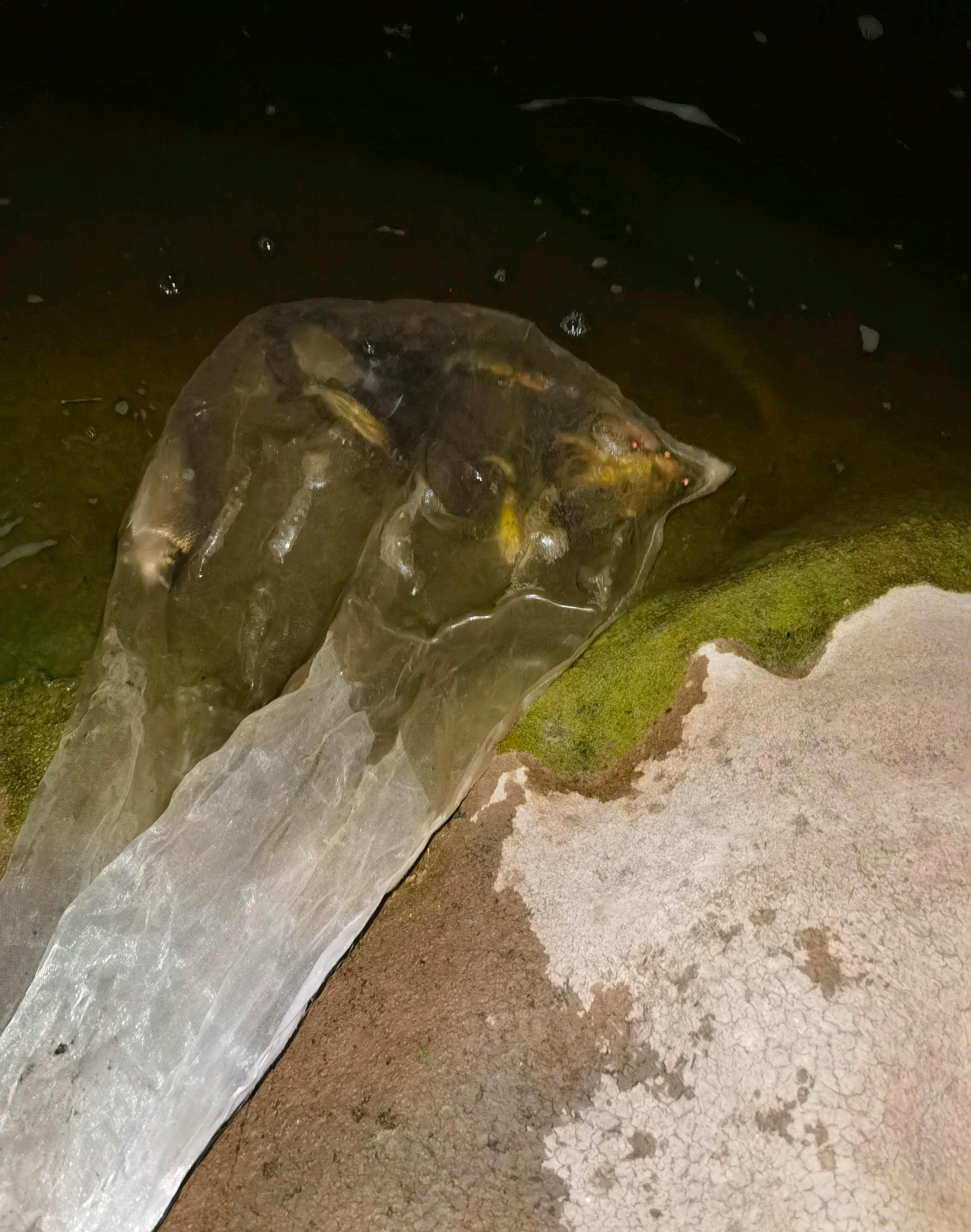 增江哪有黄辣丁,增江钓大罗非