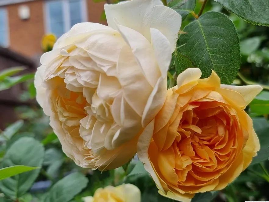 大卫奥斯汀蓝色月季,大卫奥斯汀培育月季