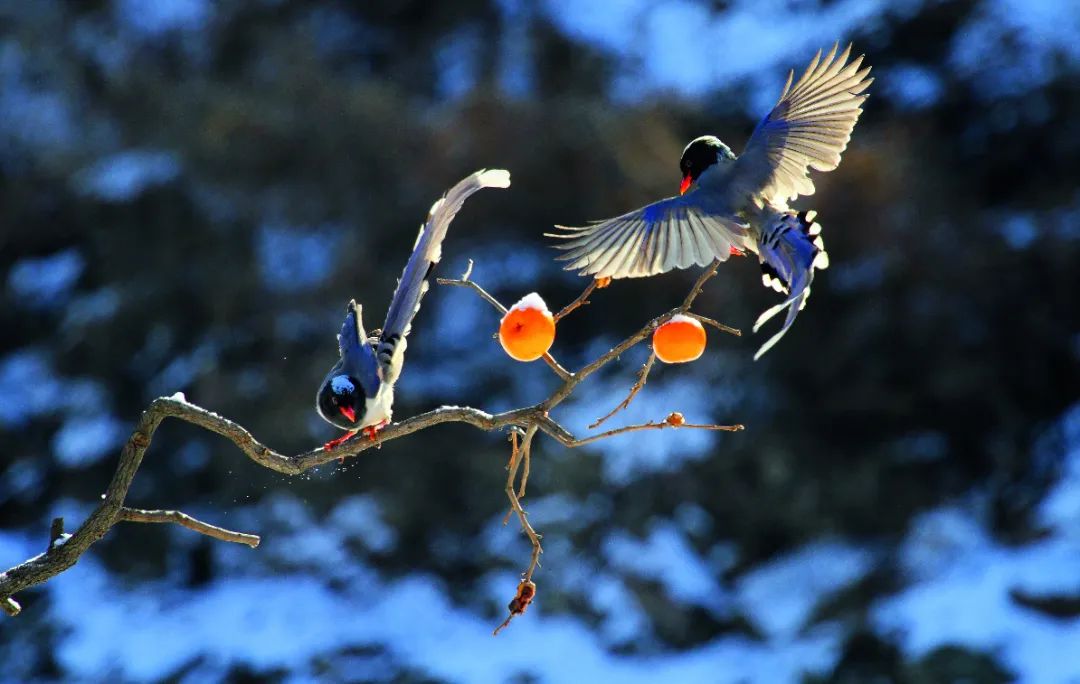 跟着“鸟王爷”去观鸟
