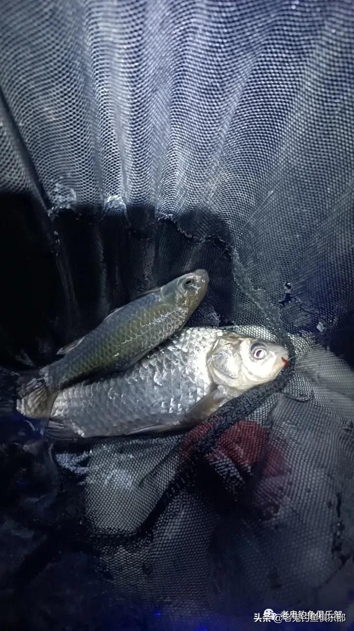 隆冬寒夜，*战野**之王·腥香暴连一桶