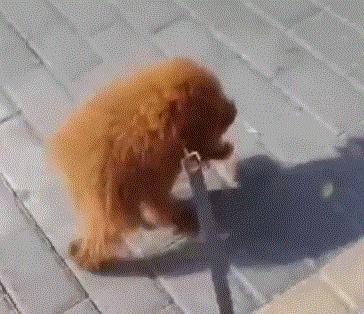 这样的阴间猫狗审美,早该翻车了