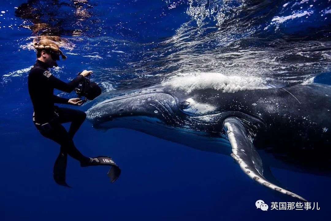 巨型座头鲸搁浅海滩数小时,巨大座头鲸出水瞬间