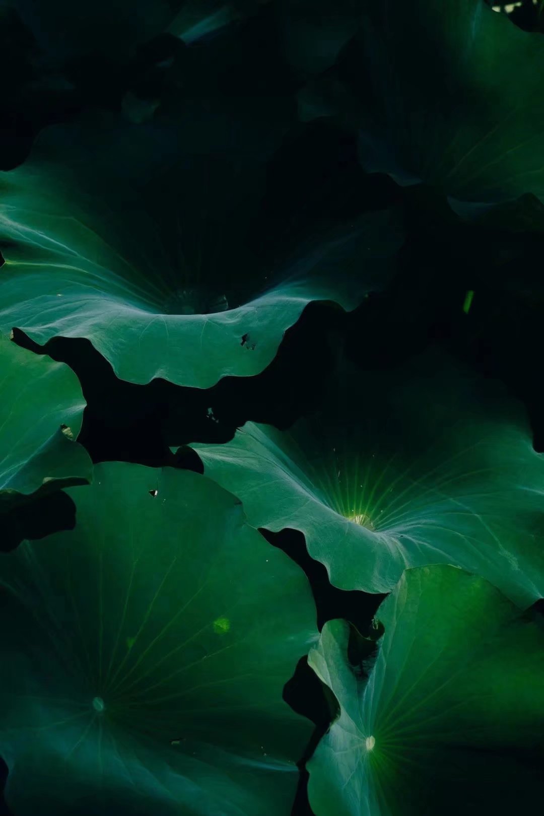 平生所愿不过烟火素淡守心自暖,烟火素淡守心自暖