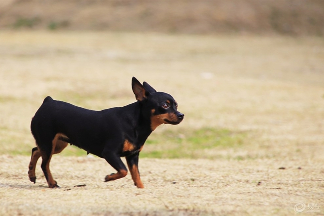 鹿犬长癣了应该抹什么药,鹿犬起癣治疗