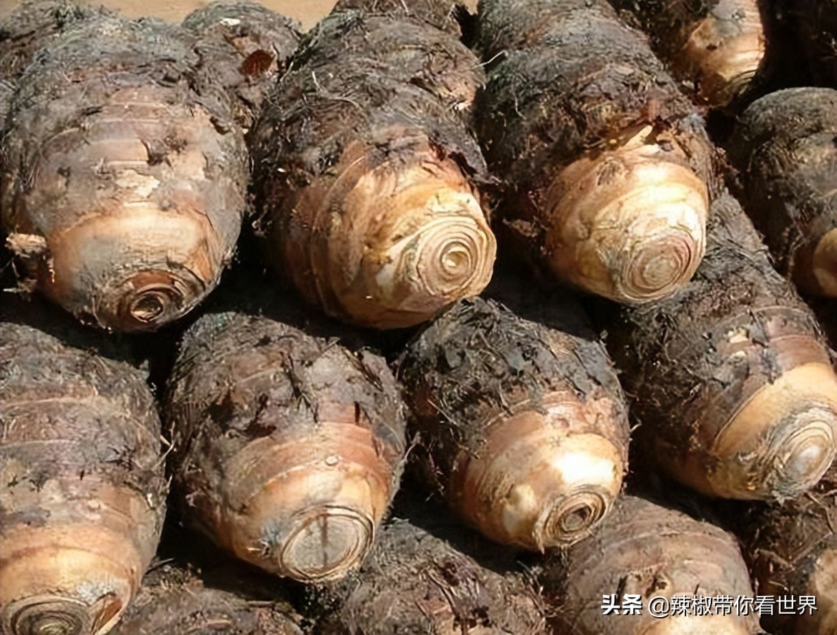 宁德大黄鱼之乡攻略,霞浦大黄鱼之乡图片