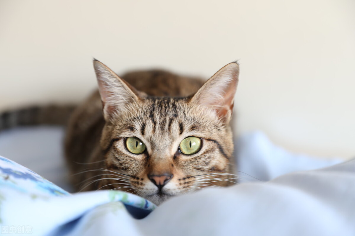 你知道最受欢迎的猫品种是什么吗,最完美的猫你知道是什么品种吗