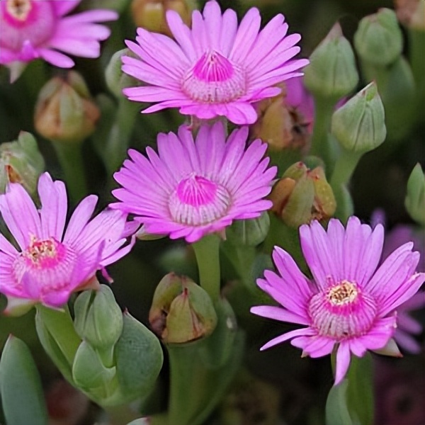 102个大类近500个多肉植物图片，都极其美丽，建议在家中也养一盆