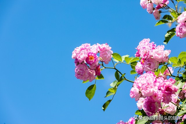 生如夏花灿烂的时候,生如夏花绚烂绽放歌曲视频