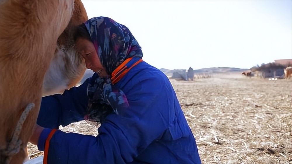 草原狼群杀马群,草原狼群杀人案