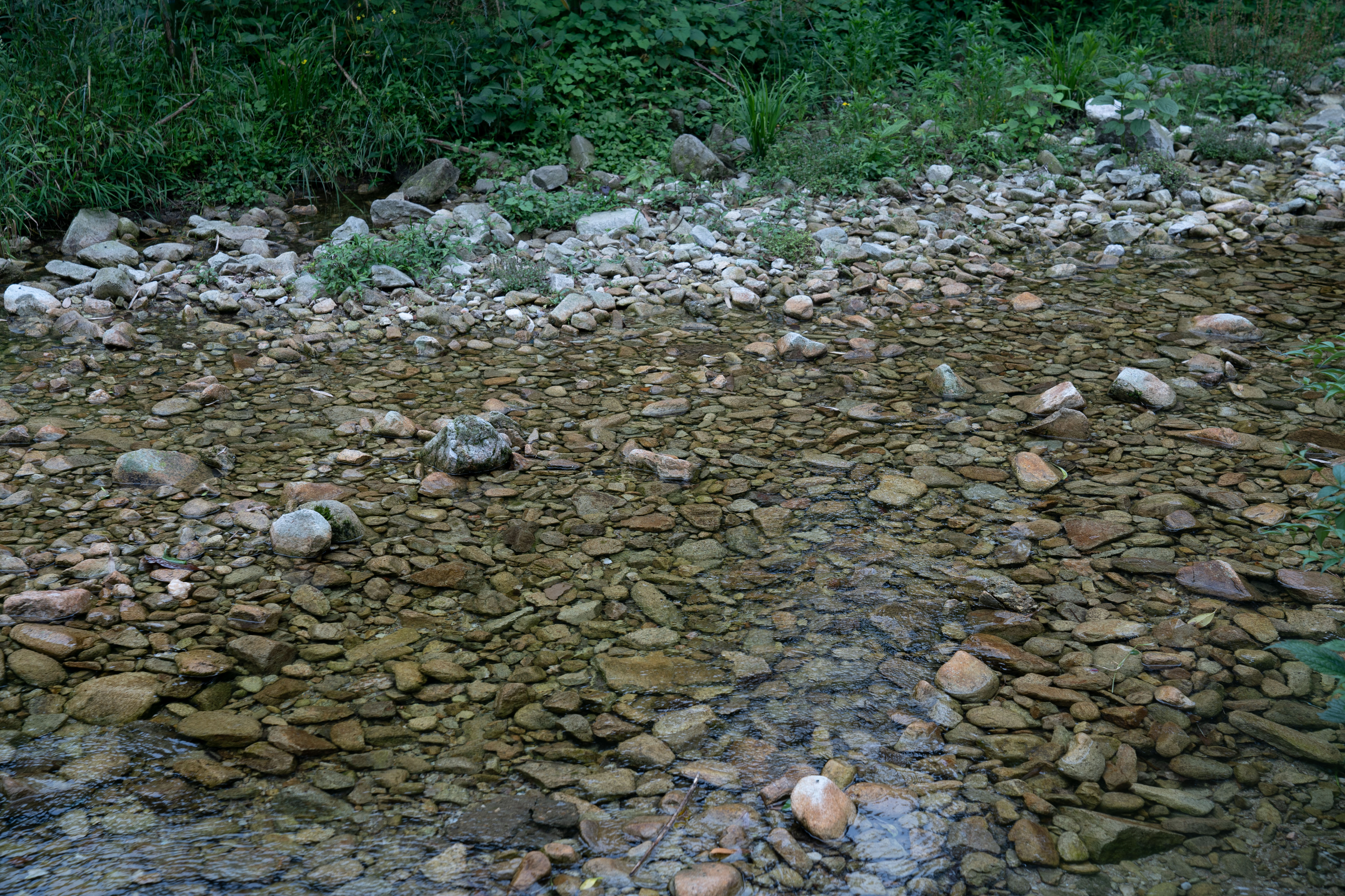 衢州哪里的鱼最好吃,衢州吃清水鱼最好的地方