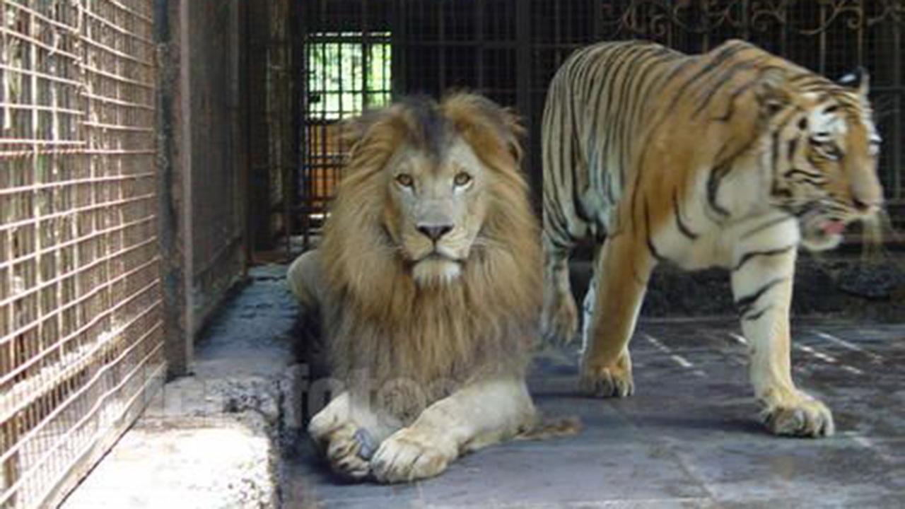 狮子和老虎能繁育后代吗,狮虎兽是老虎与狮子的混血吗