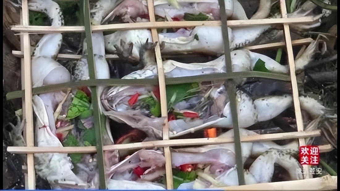 丛林探险美食大全,真正的丛林美食有哪些