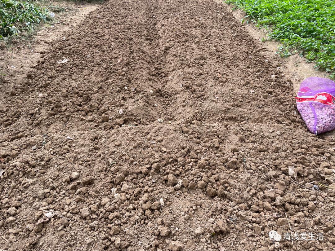 种植大蒜买什么样的大蒜好视频,红皮大蒜种植对气候要求高吗