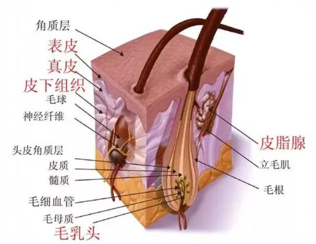 人类全身褪去毛发后，为何只留下了头发、阴毛和腋毛？忘记褪了？