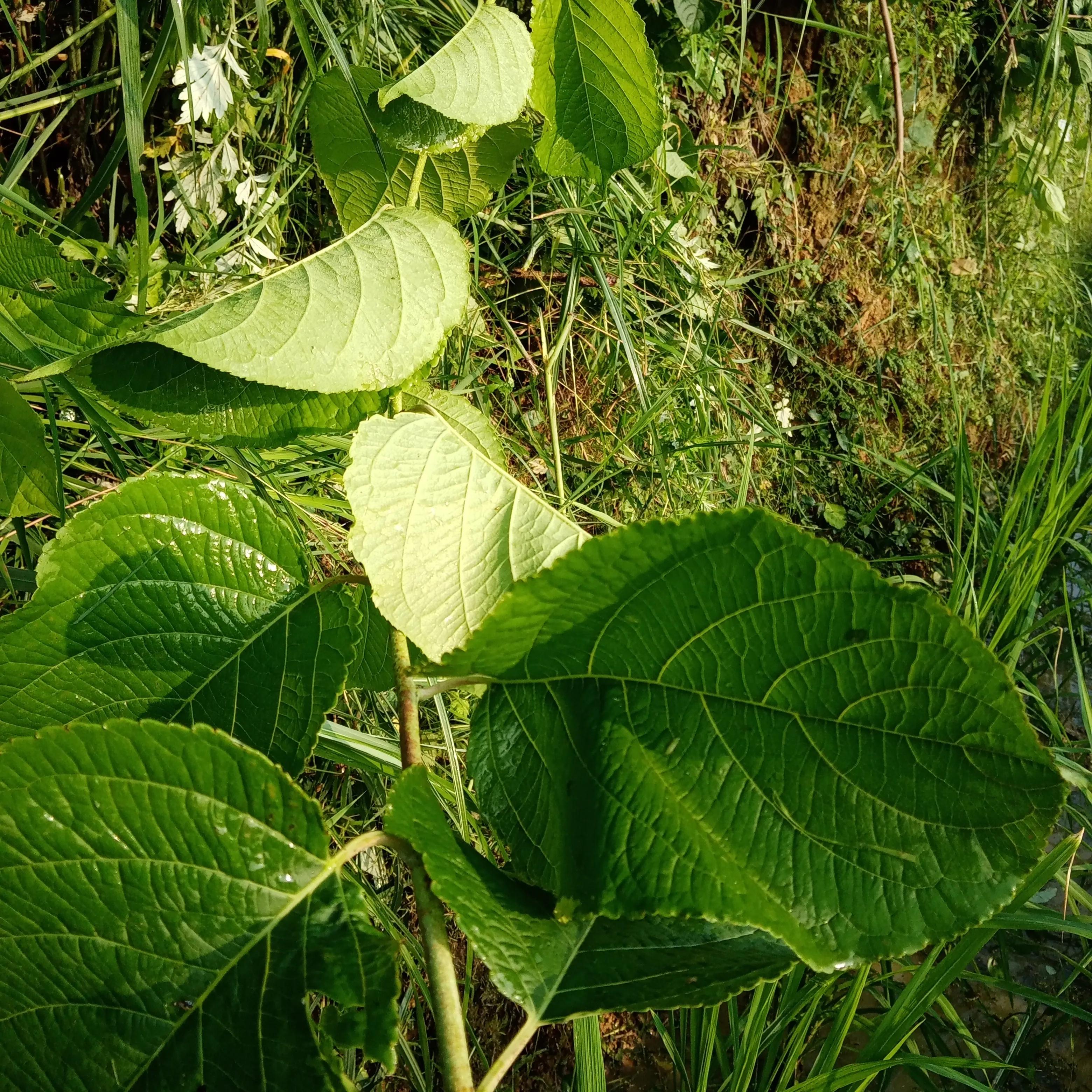 植物杀虫剂苯甲吡唑酯,植物性杀虫剂