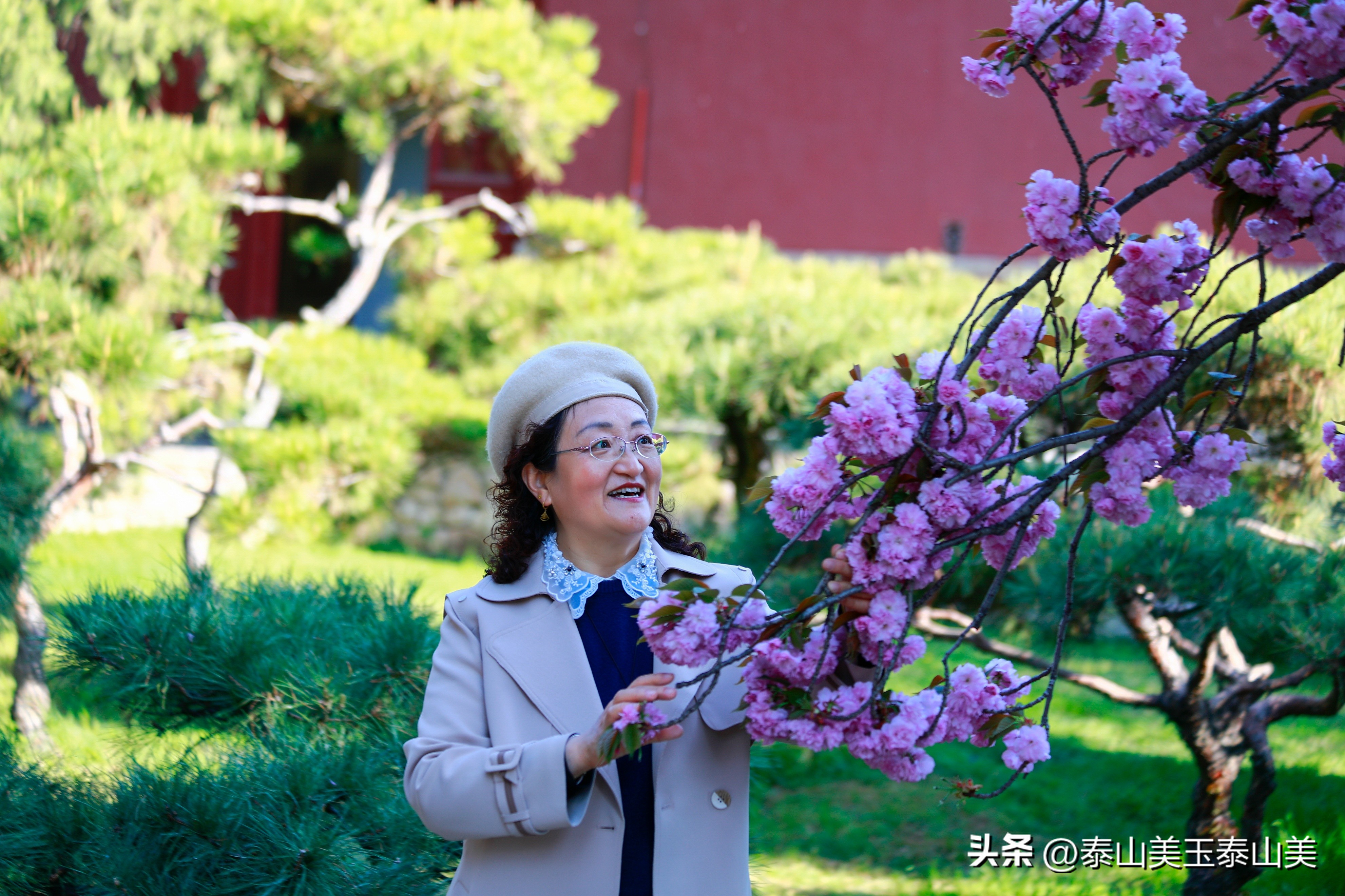 山亭寺沟樱花,定山溪樱花