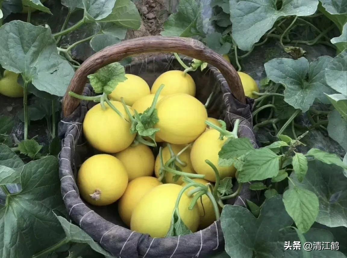 有什么好吃的甜瓜品种适合种植,适合南方种植的黄色厚皮甜瓜品种