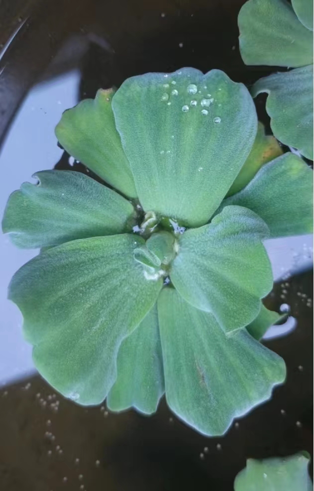 小米11ultravsiphone11promax,小米11算是一款成功的手机吗