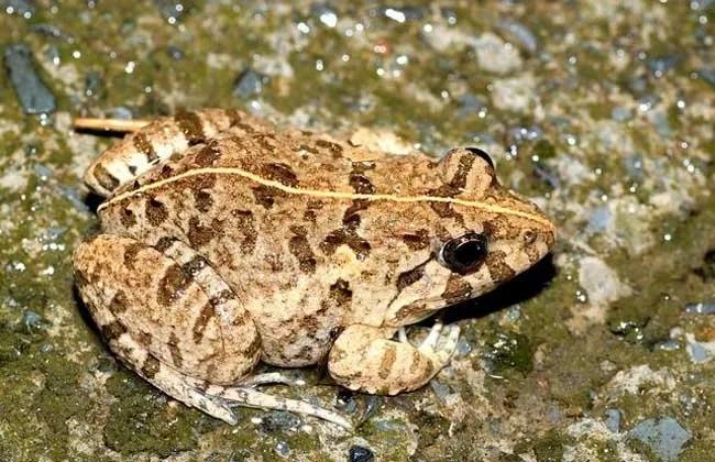 小青蛙儿时的回忆,儿时回忆小青蛙